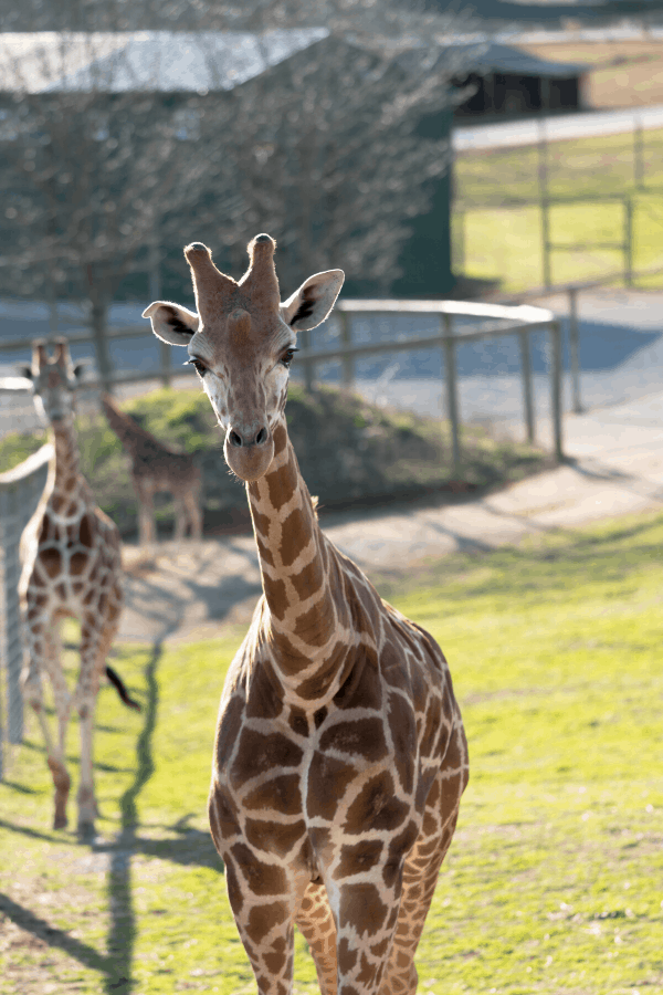Activities for Kids This Summer in Virginia